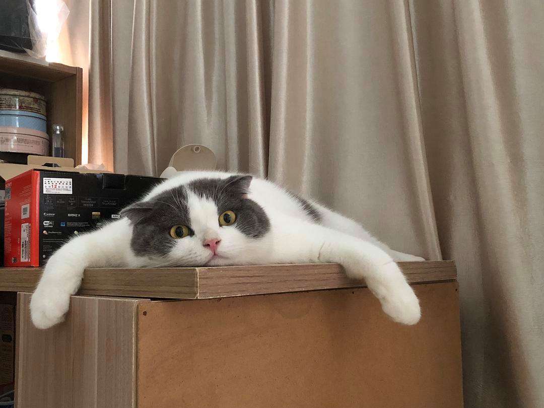 養(yǎng)貓能治病？貓貓?jiān)瓉磉€可以這么用！